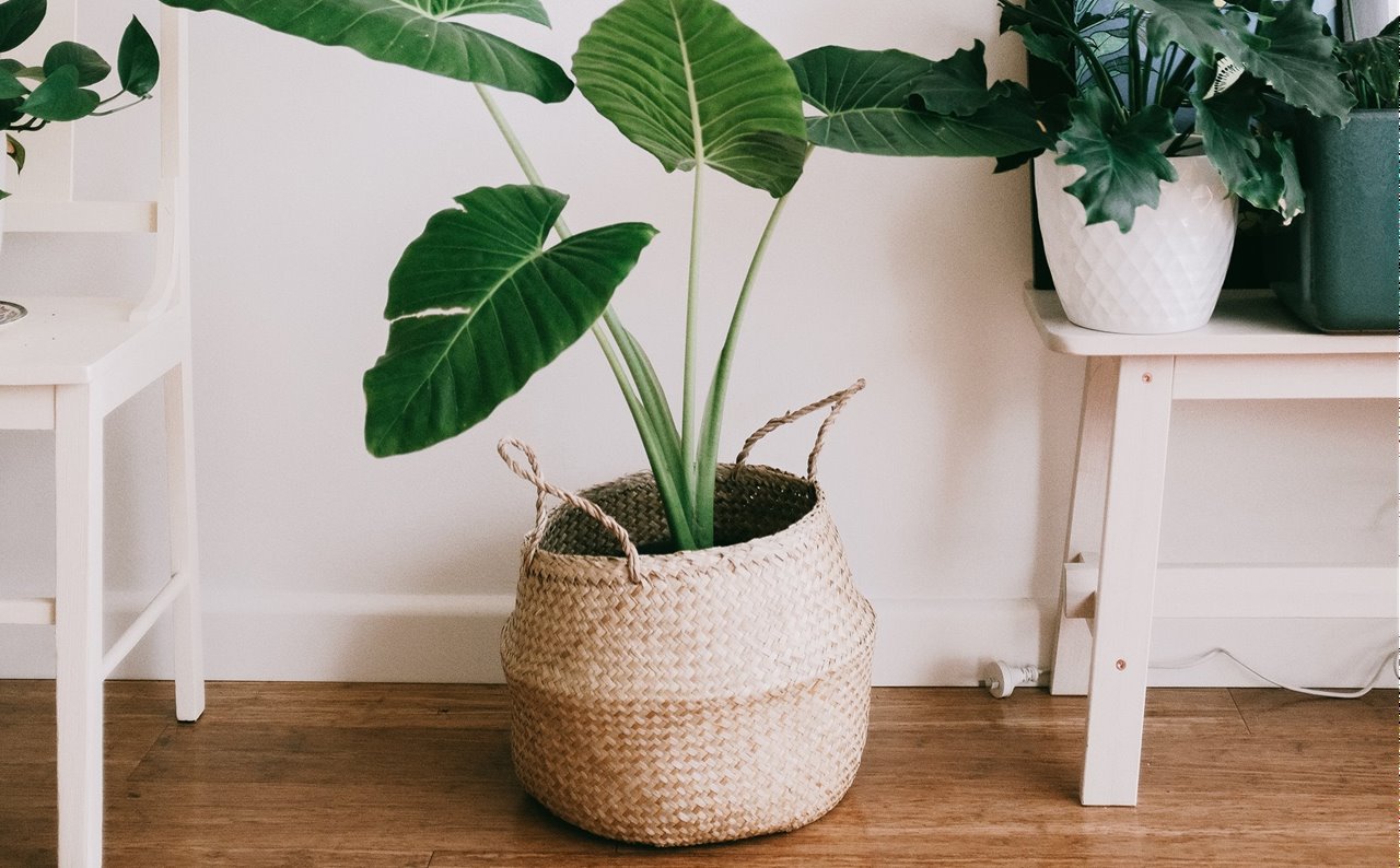 ¿Por qué tener un rincón verde dentro de casa?